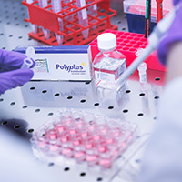 Polyplus-transfection