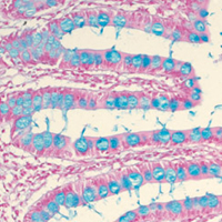 Histology